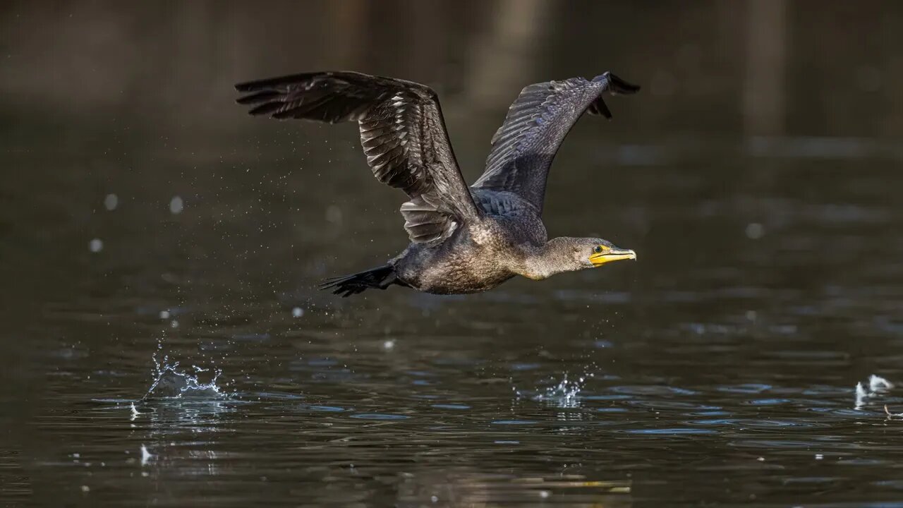 Cormorant Takeoff, Sony A1/Sony Alpha 1, 4k