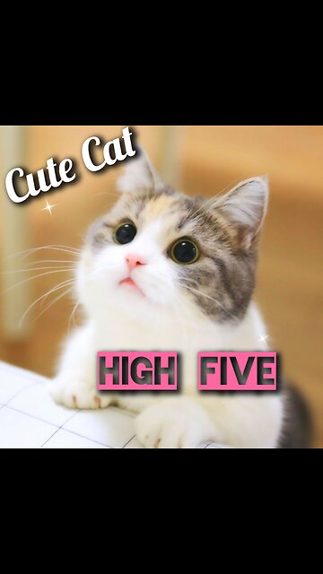Funny cat 🐈 give me High Five 😆 Joy Funny Factory