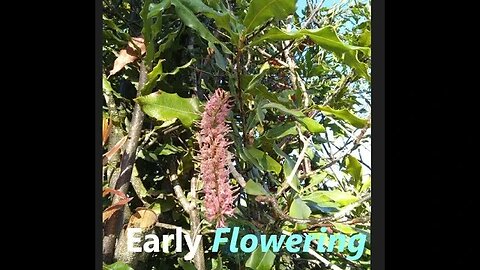 First Macadamia Flowering of January 2023 Re-Gen Farming | D.I.Y in 4D