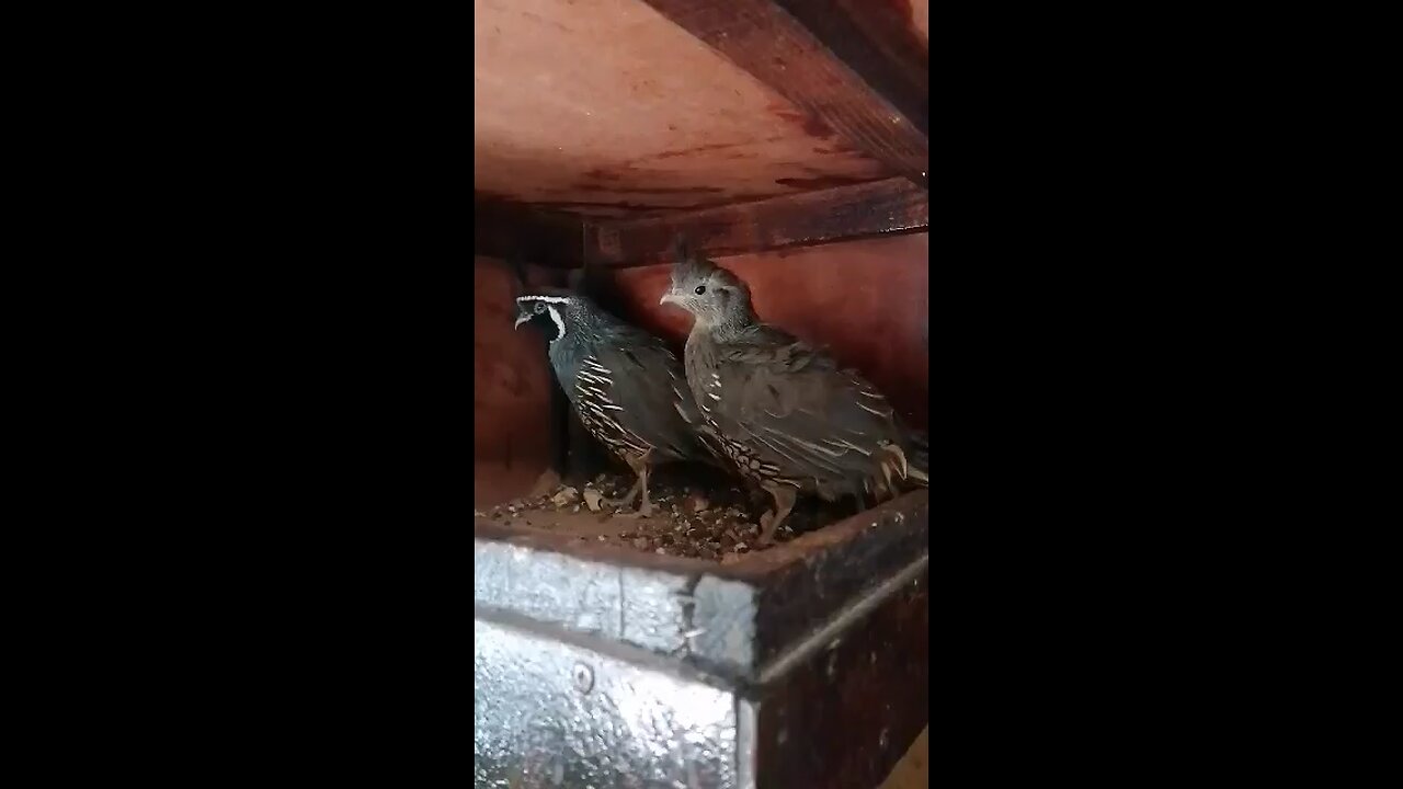 Gambel Quail pairs - Gambel Bıldırcın çifti