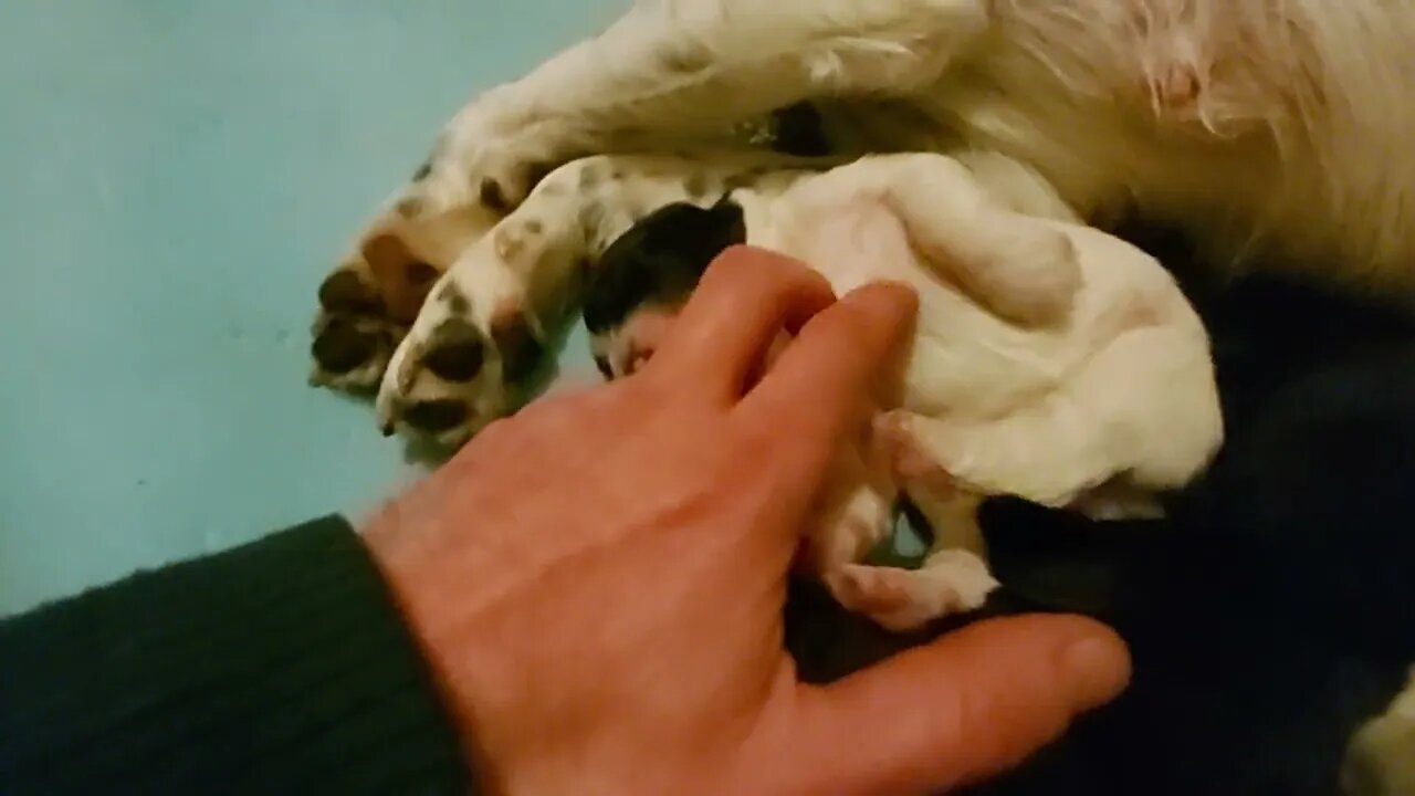 That's The Spot