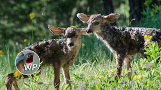 Little Fawns - Colorado Mountain Home Backyard