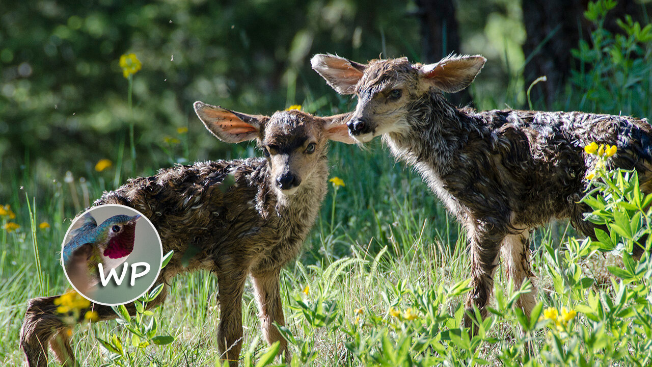 Little Fawns - Colorado Mountain Home Backyard