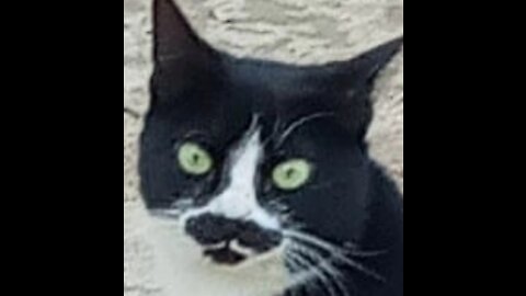 The Cat With The Mustache And Goateak