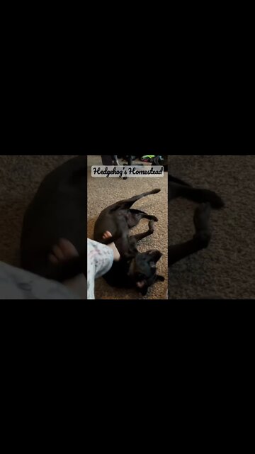 Here comes jealous dog -#hedgehogshomestead