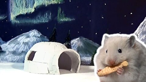 Hamster Igloo House - Hamster at the North Pole