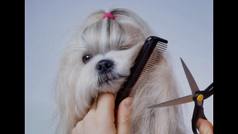 Professional pet grooming