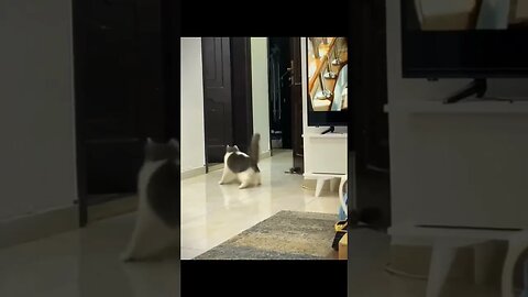 Like a cartoon.. 😅