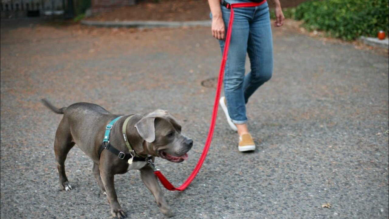 Teach ANY dog how to walk well on the leash