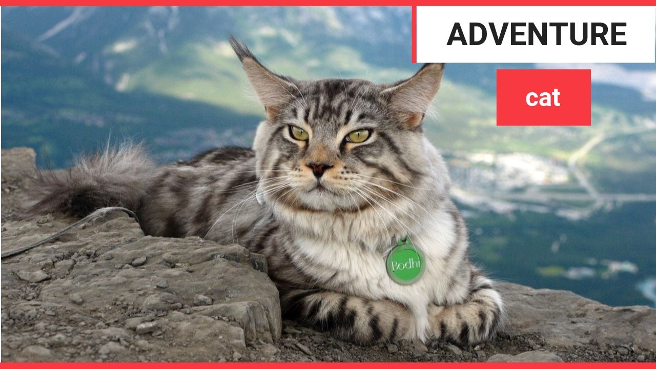 Meet the curious cat who hikes, bikes, paddleboards and even goes SKIING with his devoted owner