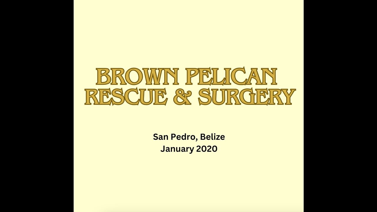 Brown Pelican Rescue & Surgery