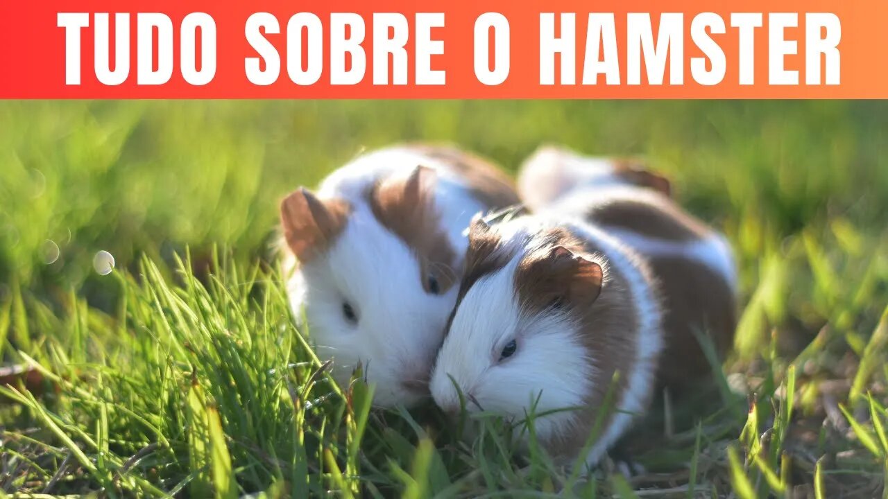 Descobrindo o Encanto dos Hamsters Conheça Tudo sobre Esses Adoráveis Roedores.