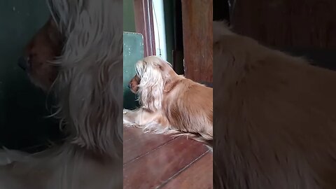 #dogshow , #animals , #dogs , #shorts