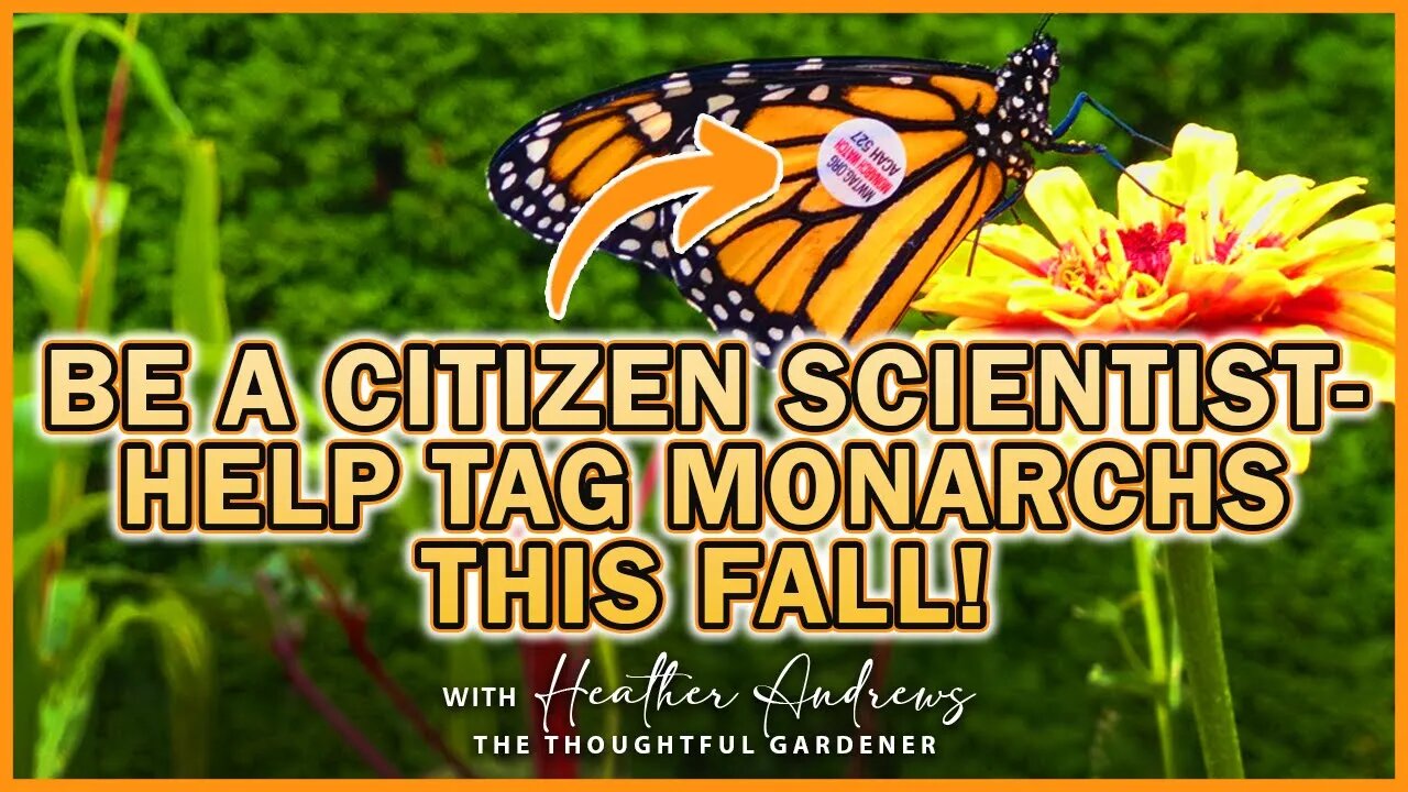 Be a Citizen Scientist - Help Tag Monarchs This Fall!