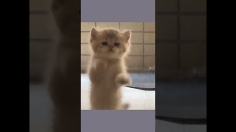 funny cats video