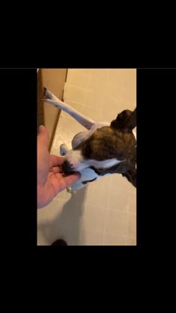 Chicken & Pumpkin Jerky Trainers for Princess