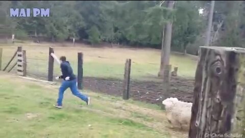 Watch These Craziest and Adorable Animals Scared People - TRY NOT TO LAUGH [ Really Funny ]
