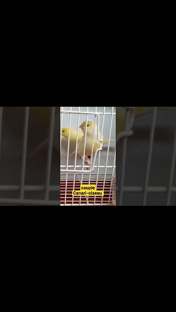 couple Canari-oiseau