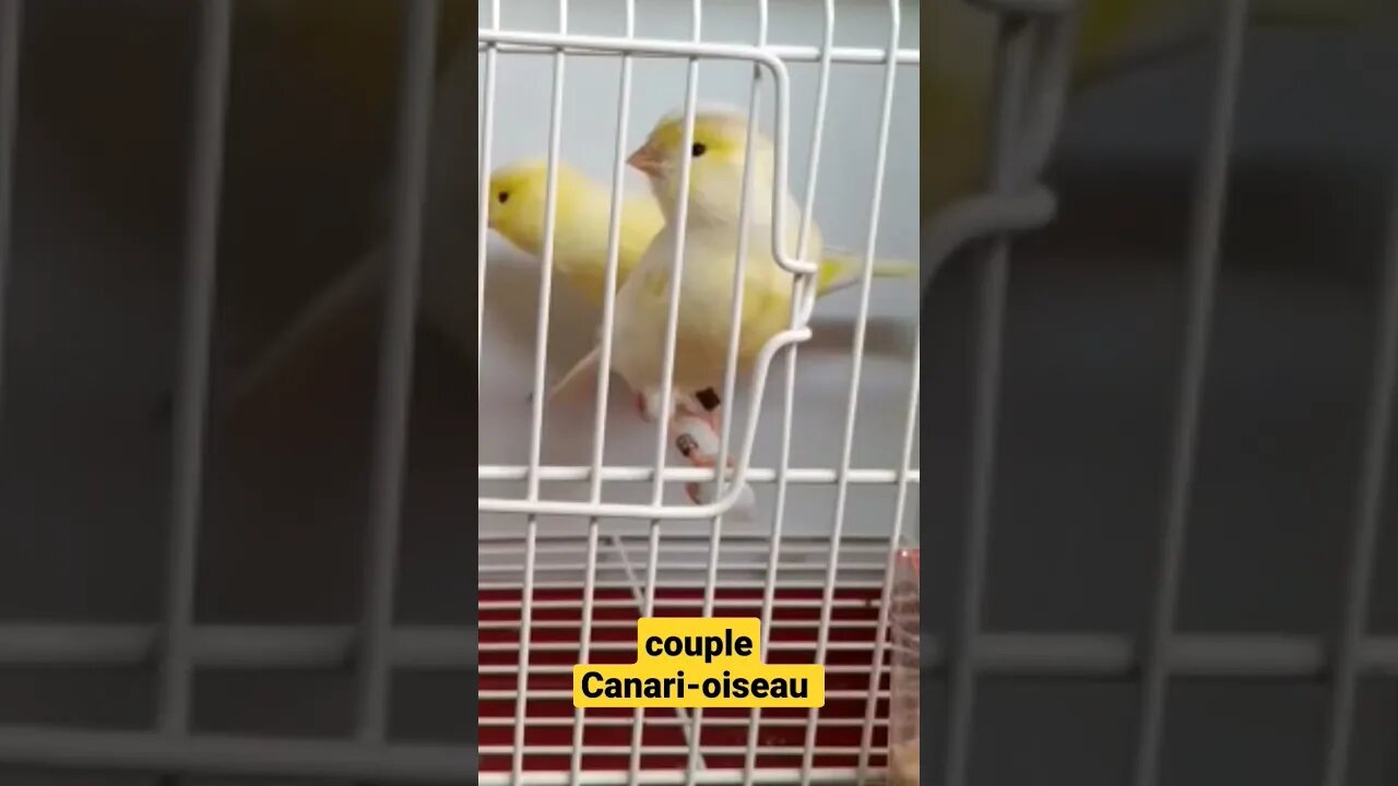 couple Canari-oiseau