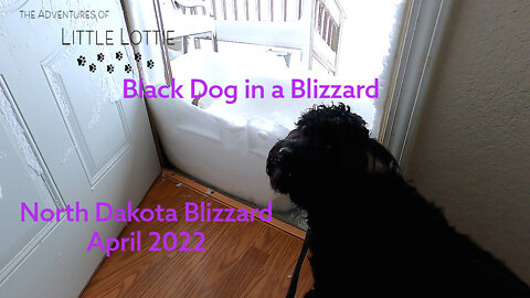 Black dog in a blizzard - ND 4/22