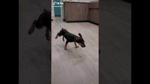 Happy dog dancing so cute