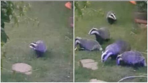 Badgers invade garden every day!