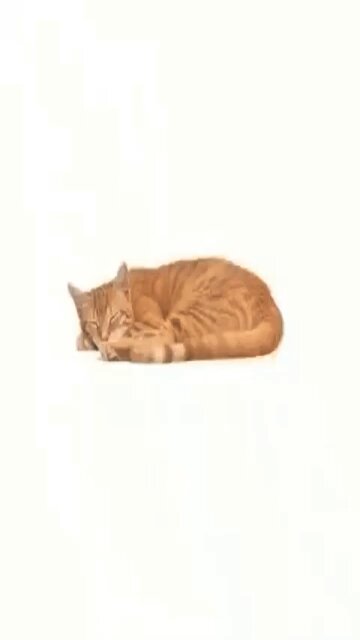 Dancing cat game😂 #hot #turkey #interesting #money #cat