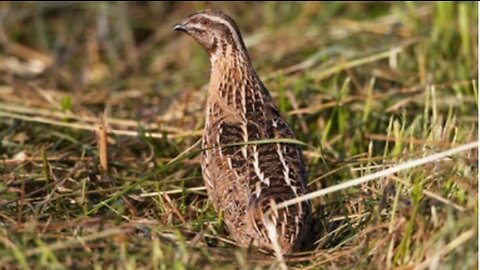 Birds sound.common Quail sounds