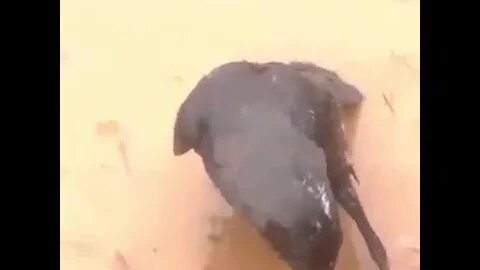 kaki chunchi 😊😊 funny 🤣🤣😂😂😂