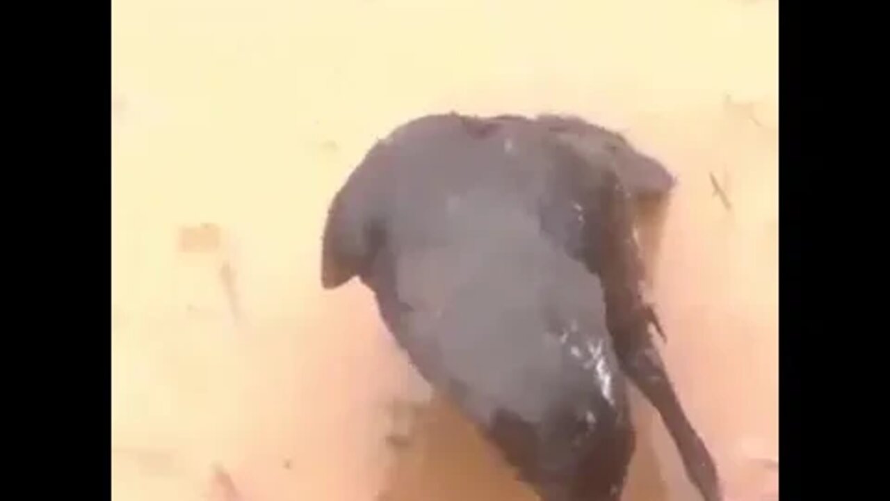 kaki chunchi 😊😊 funny 🤣🤣😂😂😂