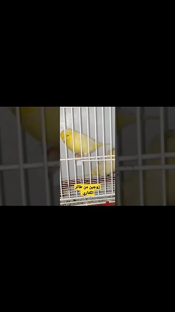 طيور الكناري المغردة