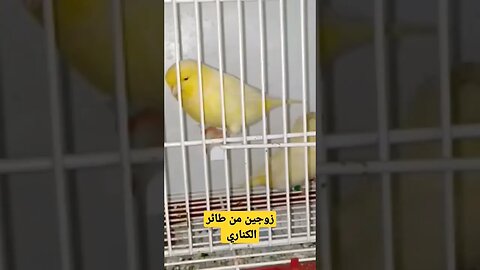 طيور الكناري المغردة