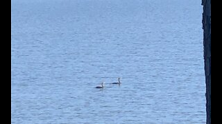 Pleasant morning on the Coosa River watching the wildlife.