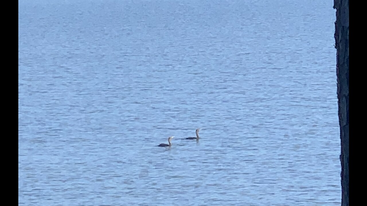 Pleasant morning on the Coosa River watching the wildlife.