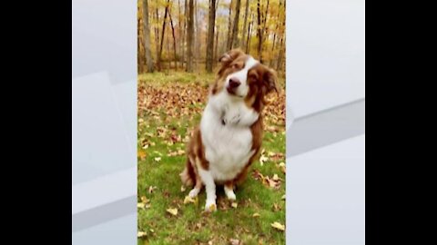 Wisconsin dog crashes owner's car