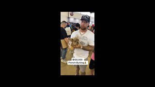 Dog Worth 100k Dollars