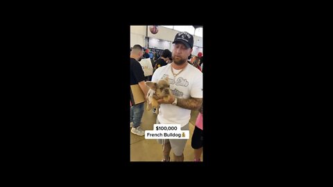 Dog Worth 100k Dollars