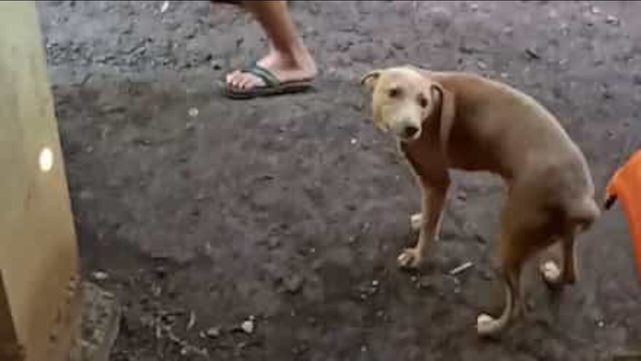 Guy and dog do joint twerk!