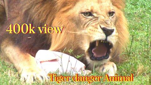 tiger new animal video 2020