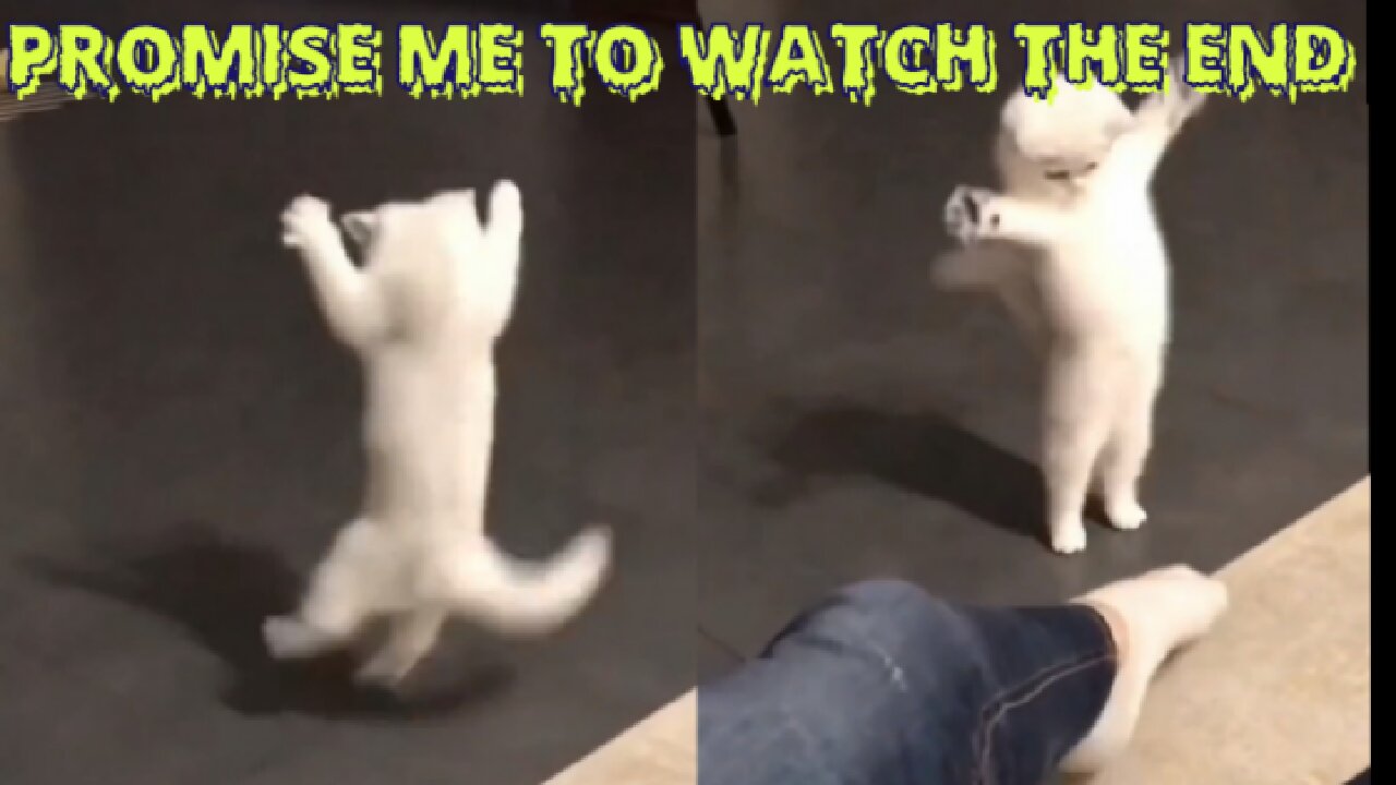 Cute Cat perform a unbelievable Dance😻 cute cat funny video