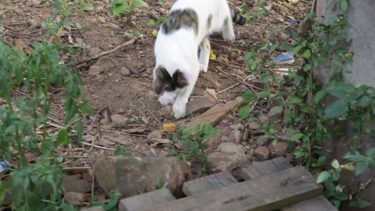 SOUTH AFRICA - Durban - Cat plays with a snake (Videos) (fKr)