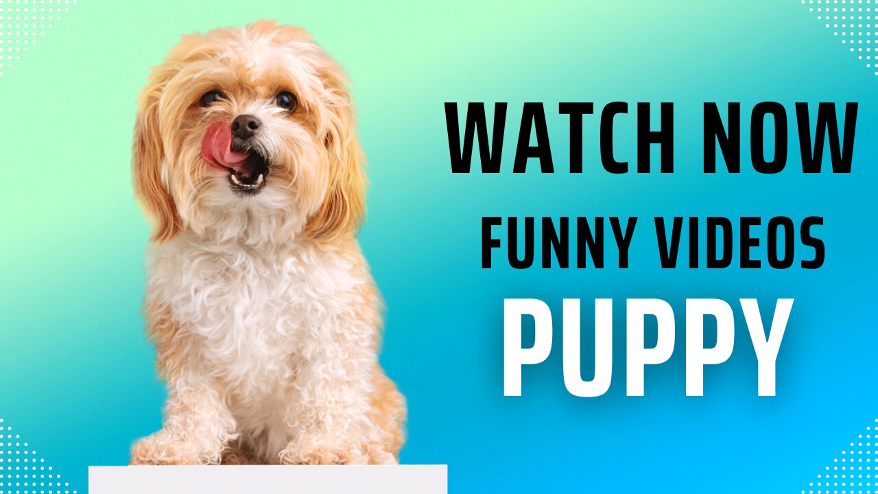 THE EXCLUSIVE TRENDING LOOKS LIKE PUPPY CATS AND OTHER ANIMALS KINGDOM FUNNY VIDEO