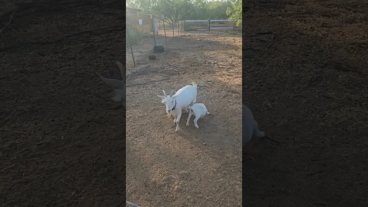 Milk for breakfast #goats #milk #breakfast #reels #shorts #breastfeeding