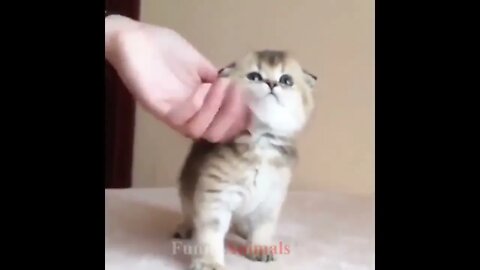 So many cute kittens videos compilation 2018