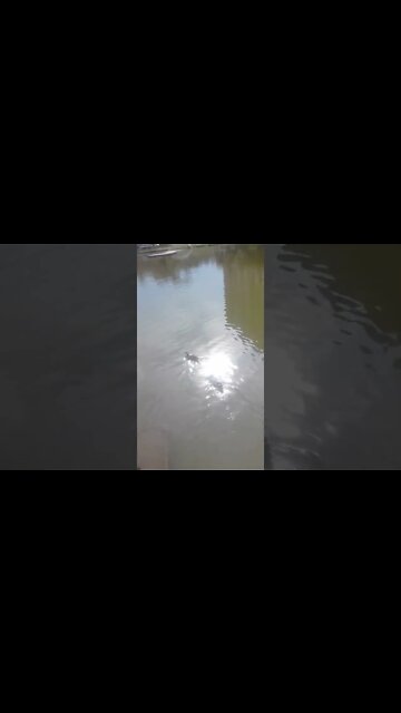 no parque os patos no rio #shorts