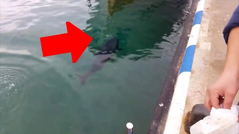 Fish Eats Bird!