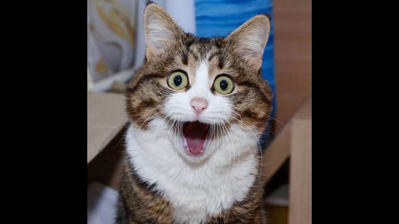 Watch beautiful and funny shots with my favorite cat