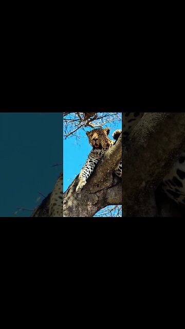 Leopard Chilling In A Tree With A Kill #shorts