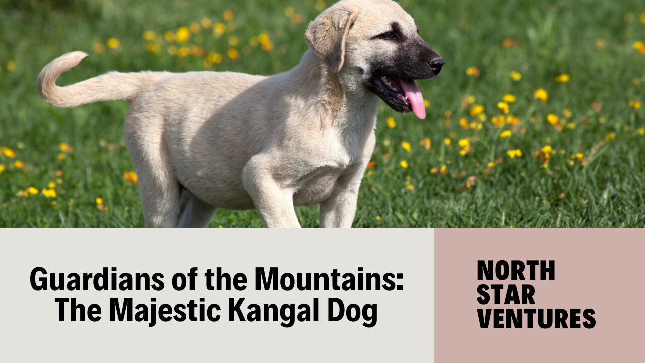 Guardians of the Mountains The Majestic Kangal Dog