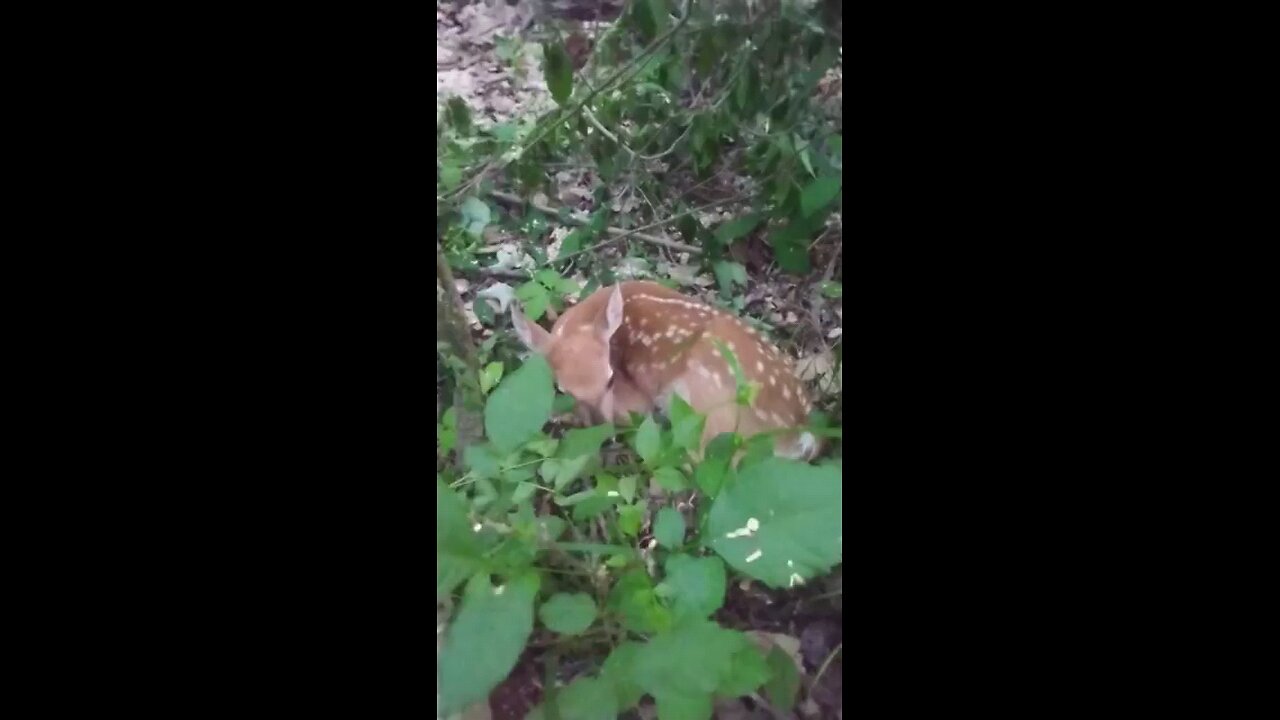 Baby deer. Respect nature..